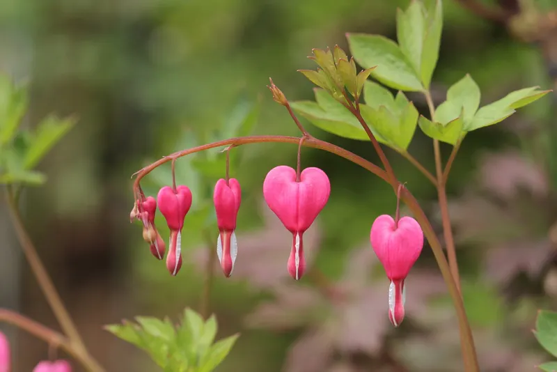 Old-fashioned bleeding heart plant showing foliage and plant structure.