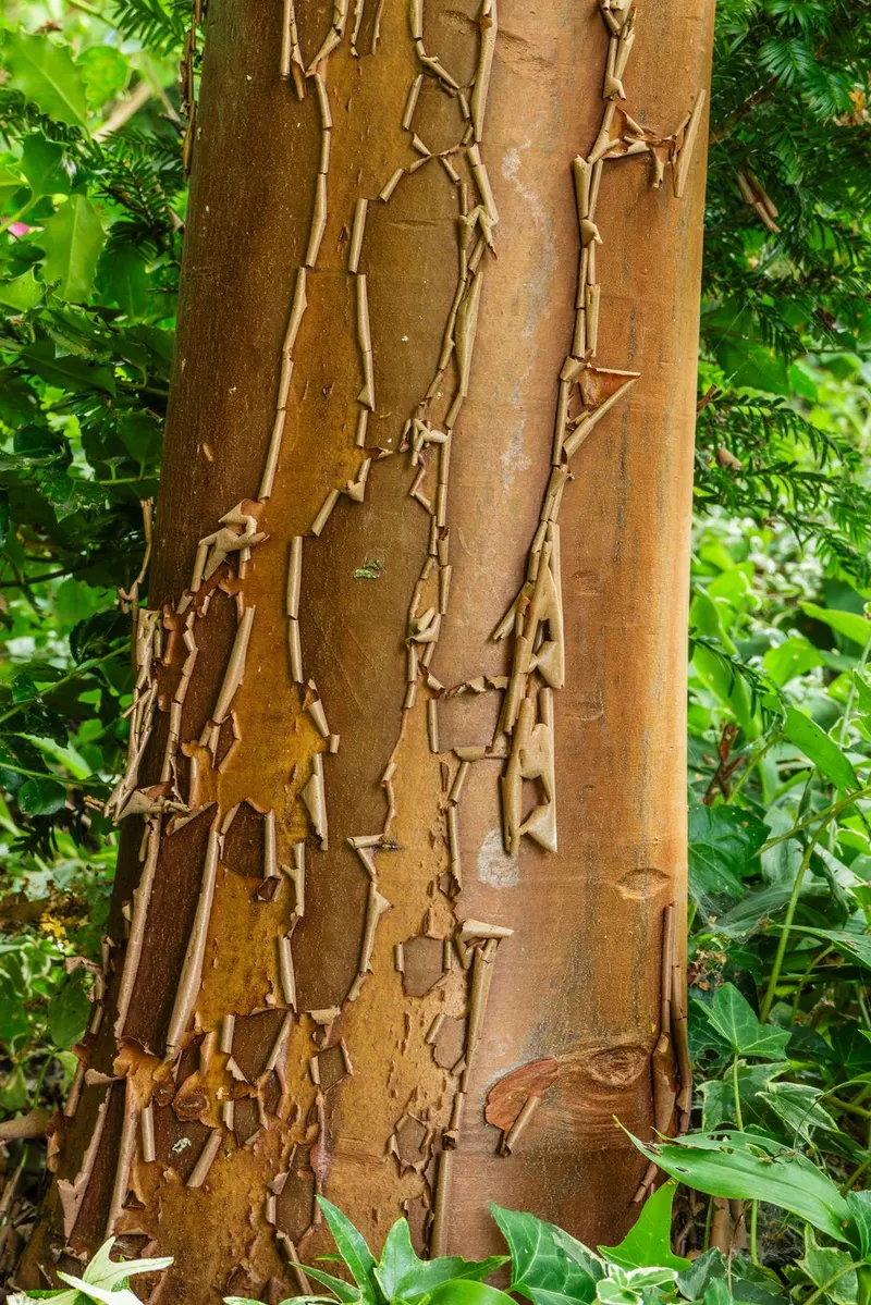 Paperbark maple tree showing foliage and plant structure.