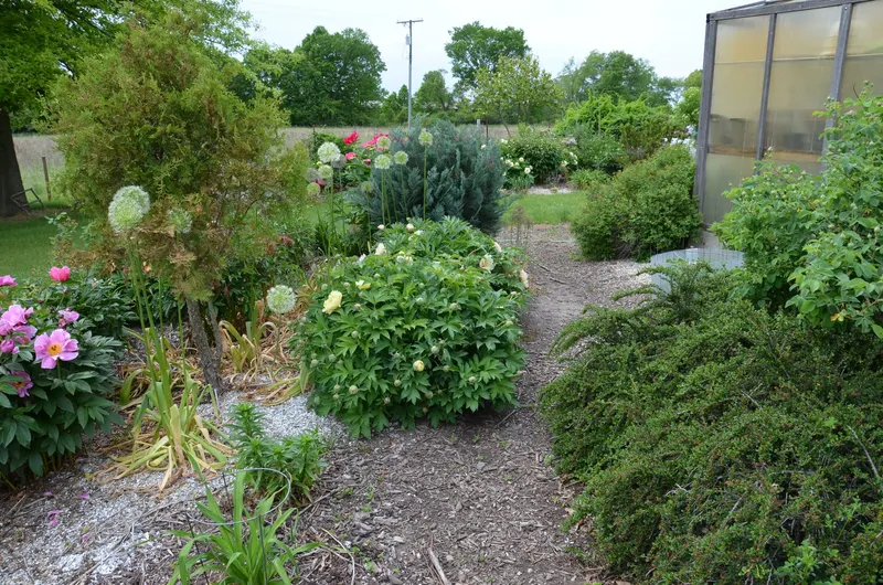 Duchesse de Nemours peony plant showing foliage and plant structure.