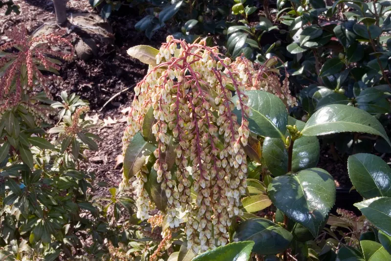 Japanese pieris shrub showing foliage and plant structure.