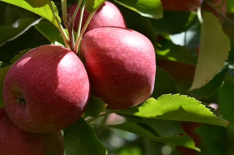 Pink Lady apples ripening on a leafy tree branch.