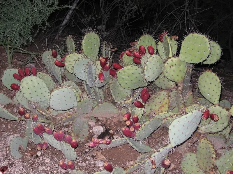 Prickly pear cactus pads with red fruit.