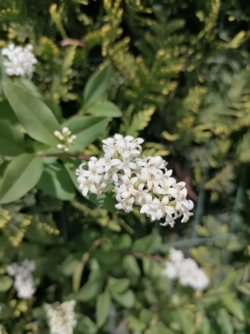 Privet shrub showing leafy stems and white flower clusters where visible.