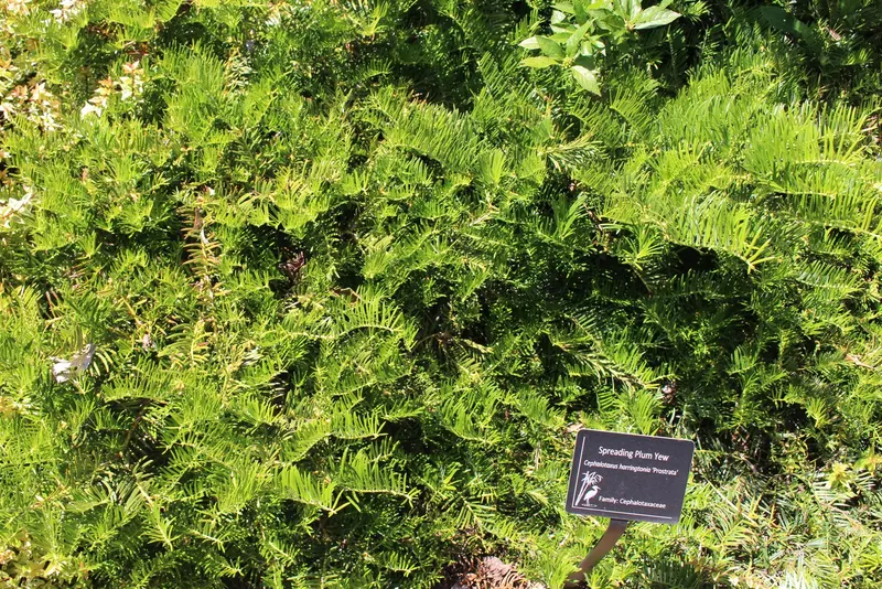Prostrate plum yew shrub showing foliage and plant structure.
