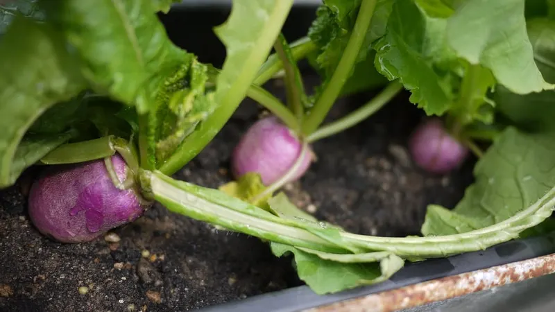 Turnip roots and leaves growing in a garden bed.