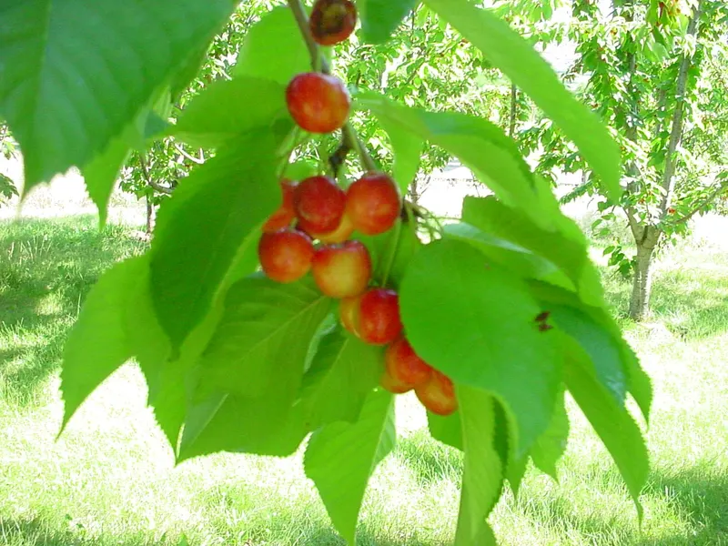 Rainier cherries ripening on a leafy branch.