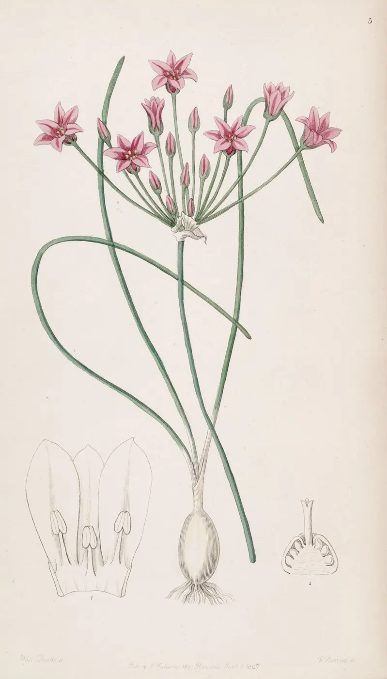 Rakkyo shallot plant showing foliage and plant structure.