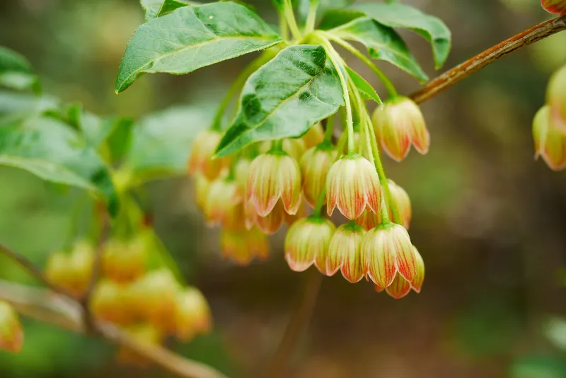 Red Bells enkianthus shrub showing foliage and plant structure.