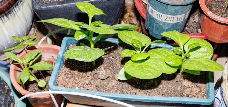 Red stem Malabar spinach plant showing foliage and plant structure.