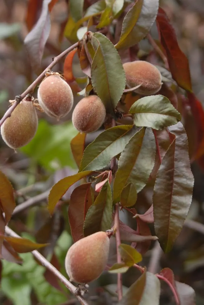 Peach fruits ripening among green leaves.