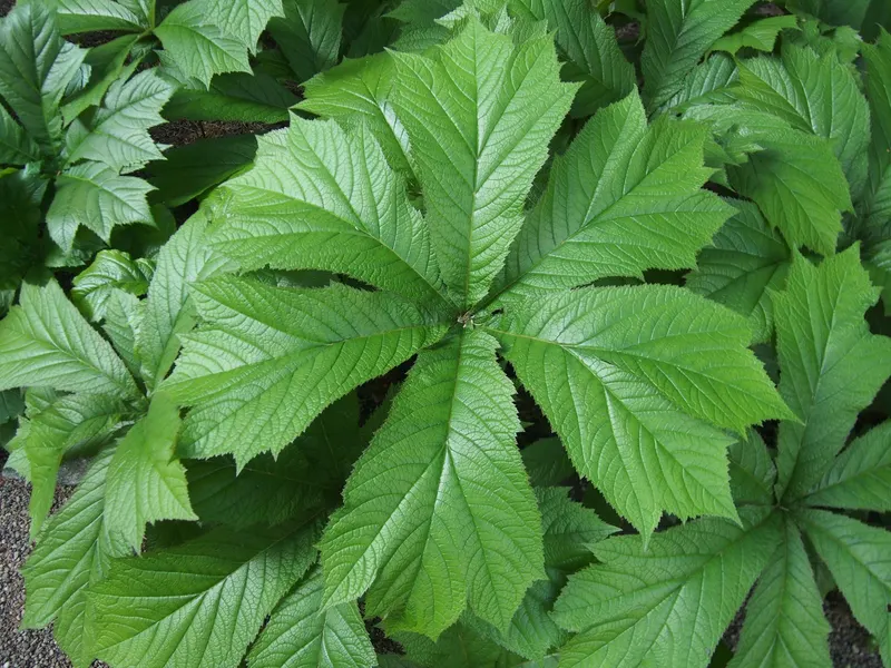 Rodgersia plant showing foliage and plant structure.