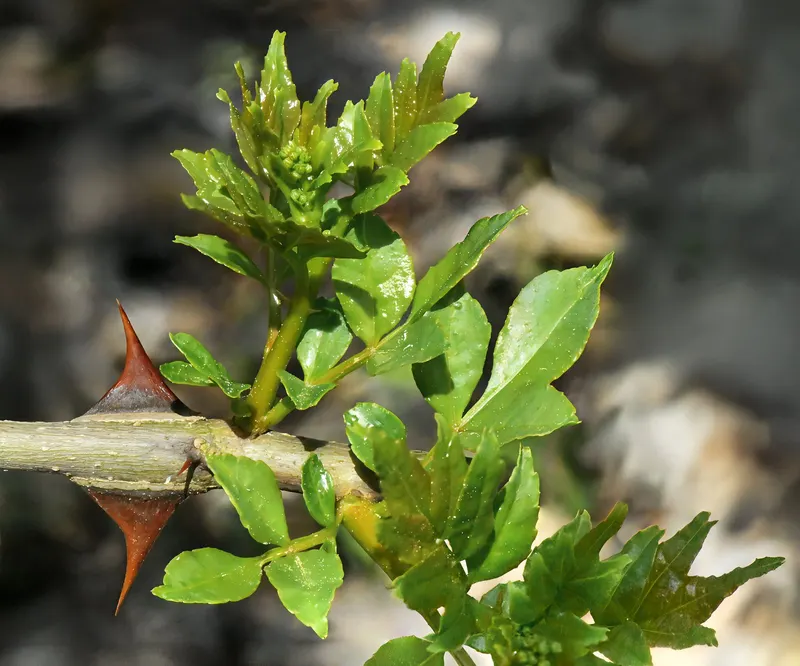 Sansho pepper shrub showing foliage and plant structure.
