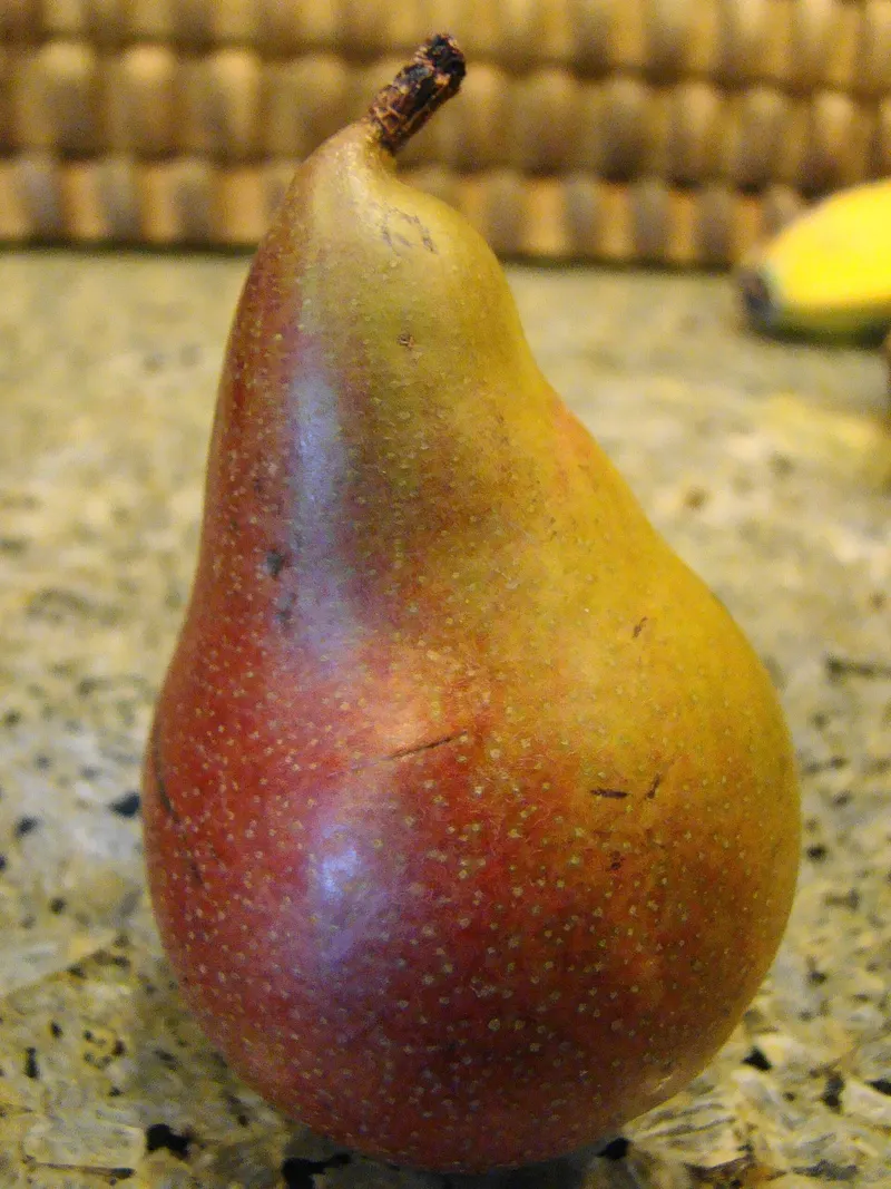 A small Seckel pear shown with red and green skin.
