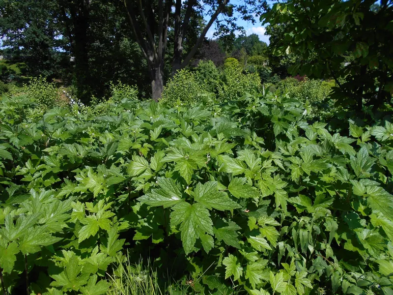 September Charm Japanese anemone plant showing foliage and plant structure.