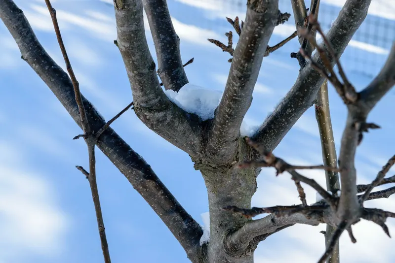 Shinko Asian pear tree showing foliage and plant structure.