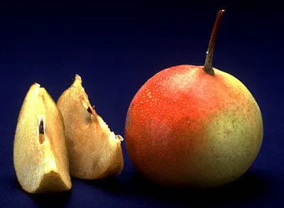 Shipova fruits after harvest.