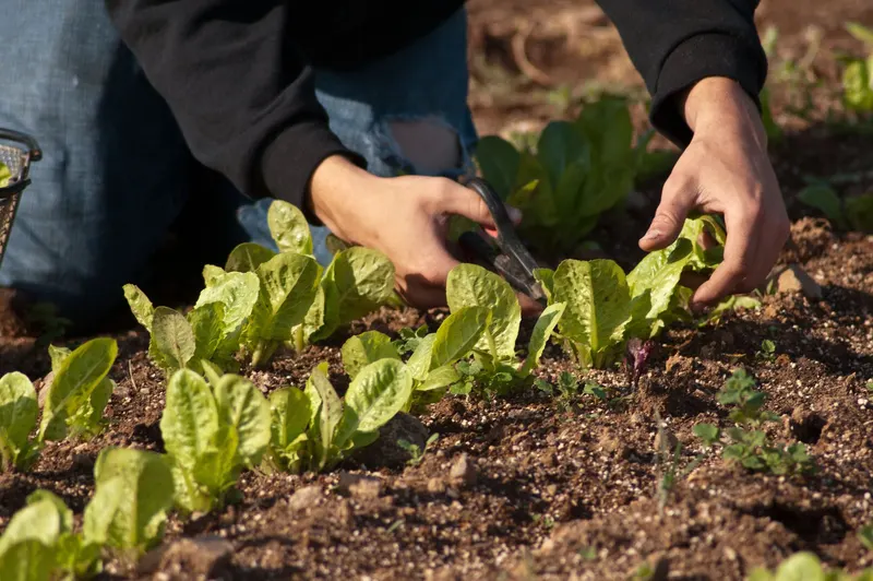 Shungiku edible chrysanthemum plant showing foliage and plant structure.