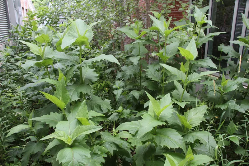 Cup plant showing tall stems, paired leaves, and yellow flowers.