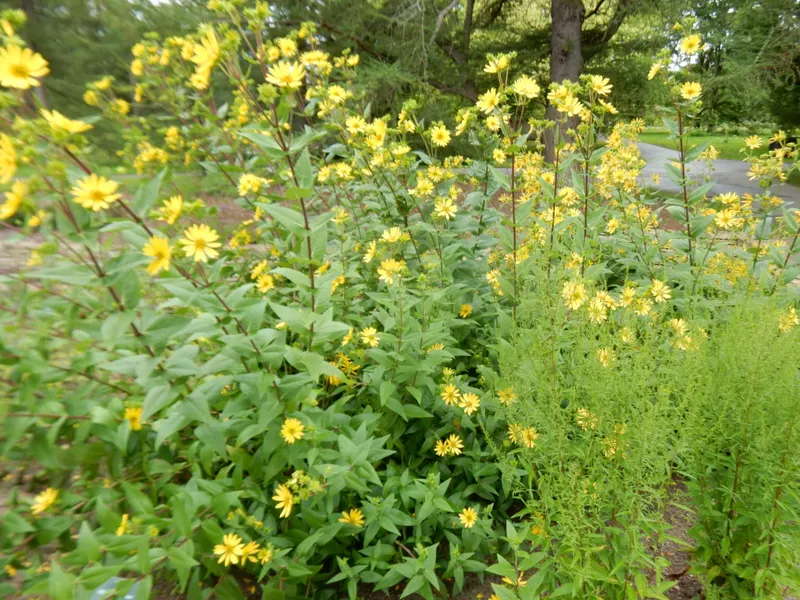 Rosinweed showing leafy stems and yellow composite flowers.