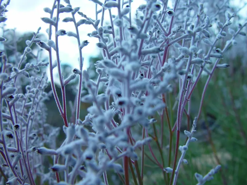 Smokebush showing rounded leaves and airy smoke-like flower clusters.