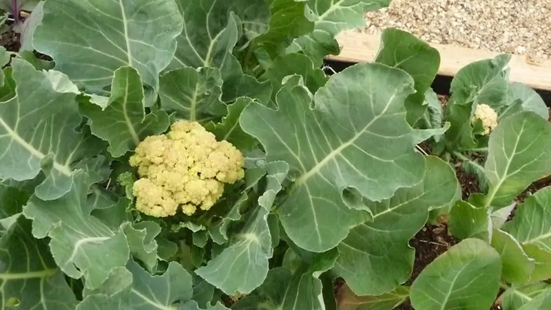 Mature cauliflower plant with white head and green leaves.