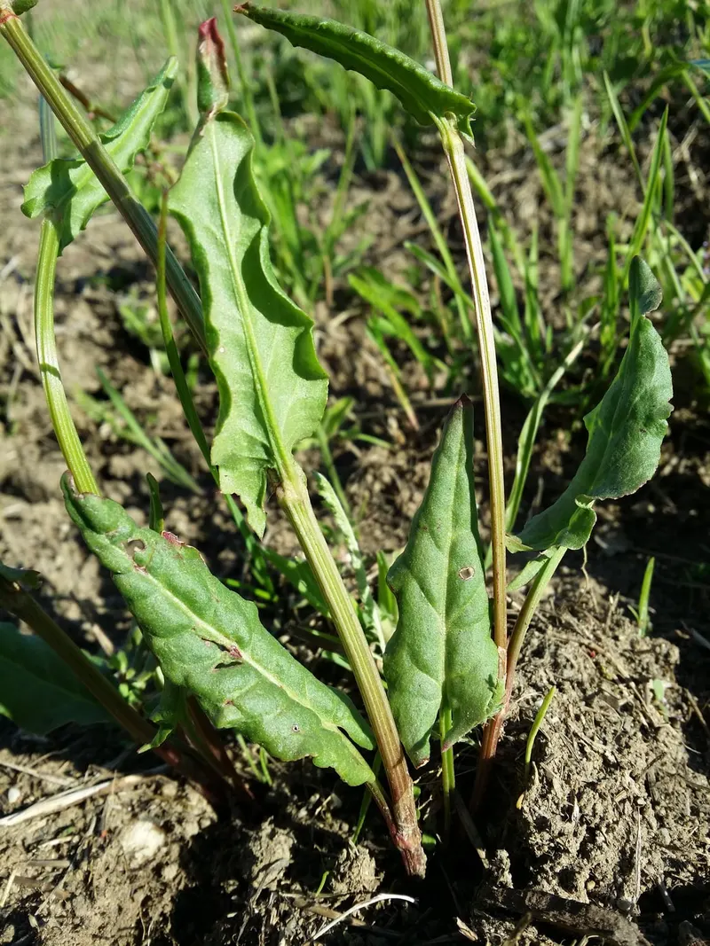 Sorrel plant showing edible green leaves and garden growth.