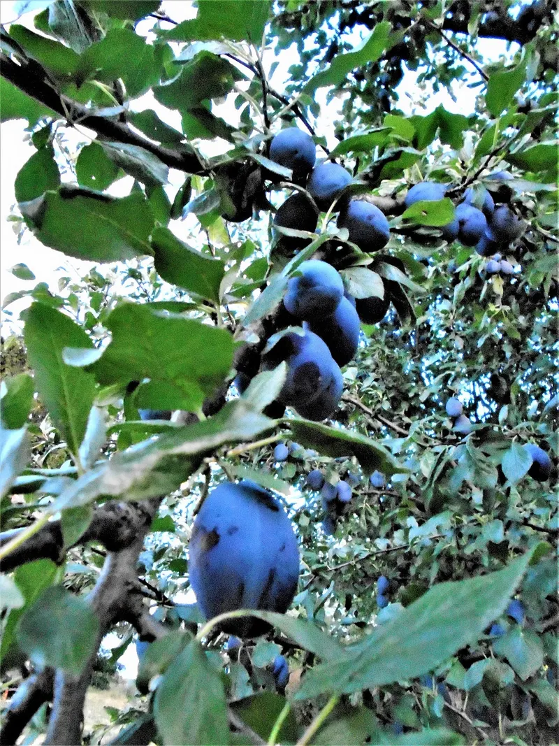 Ripe Stanley plums hanging on leafy branches.