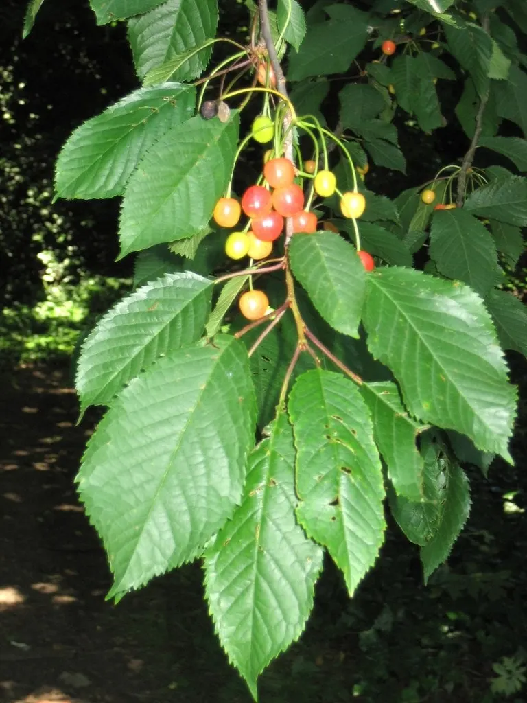 Sweet cherries ripening among leafy branches.