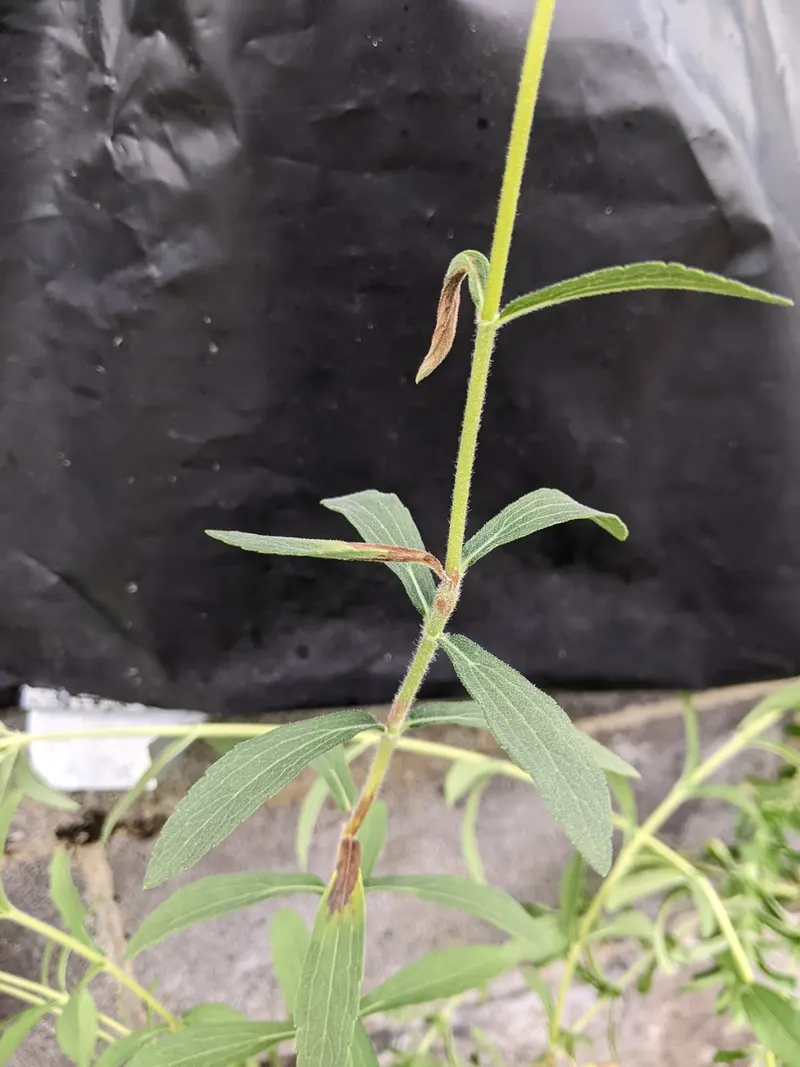 Stevia plant showing opposite green leaves and upright stems.