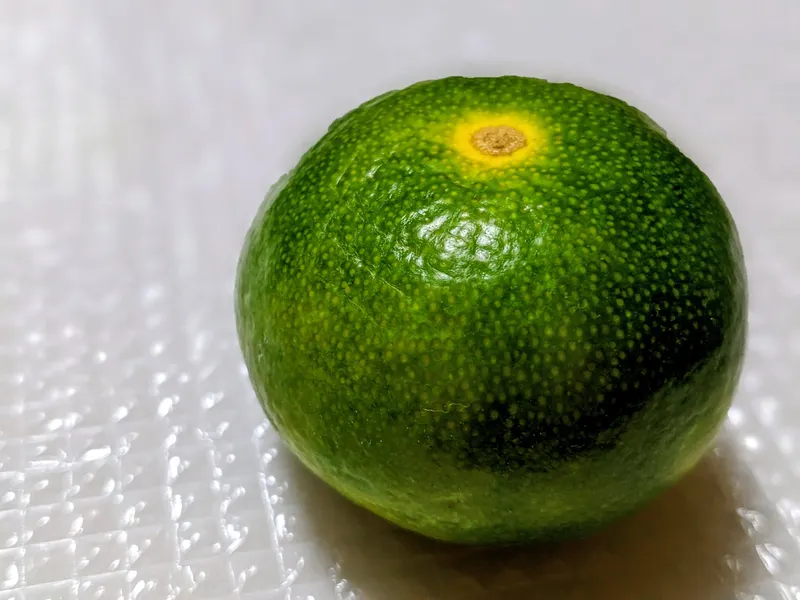 Sudachi citrus plant showing foliage and plant structure.