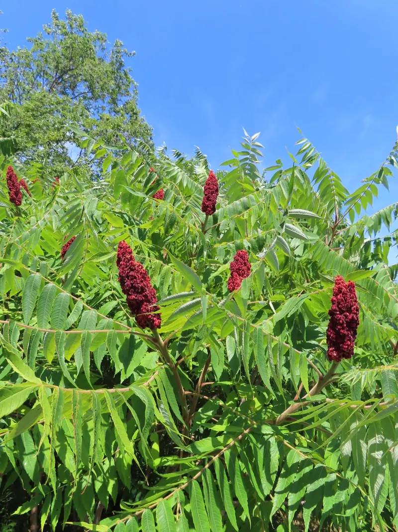 Staghorn sumac showing compound leaves and red fruit clusters.
