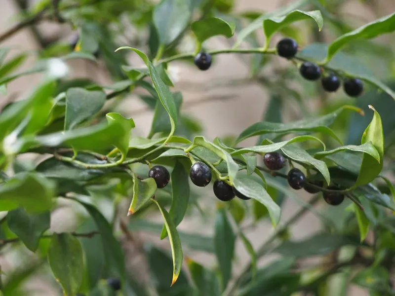Sweet box sarcococca shrub showing foliage and plant structure.