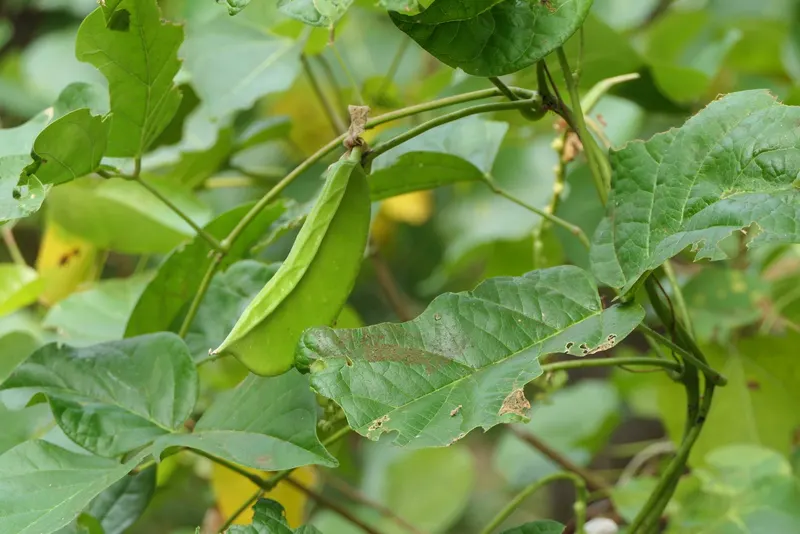 Sword bean vine showing foliage and plant structure.