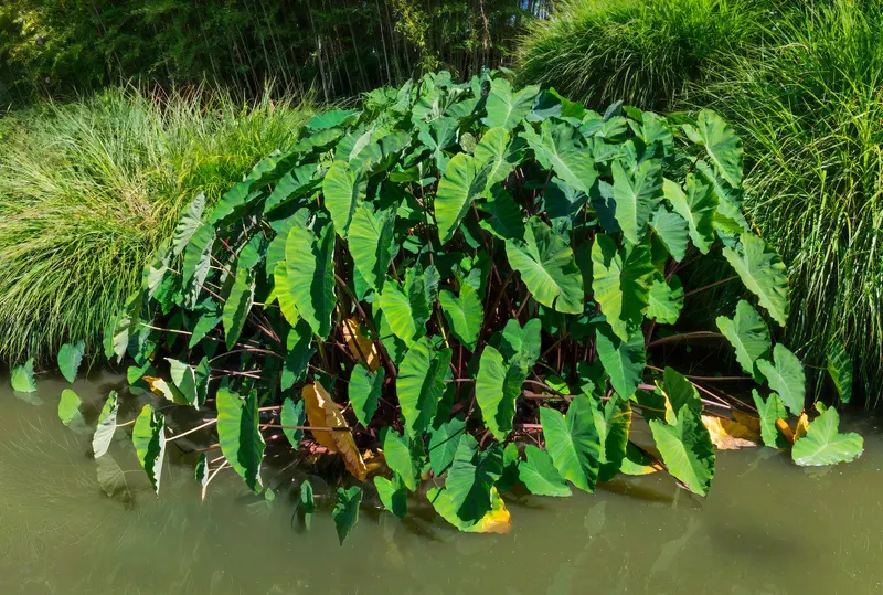 Taro plant showing foliage and plant structure.