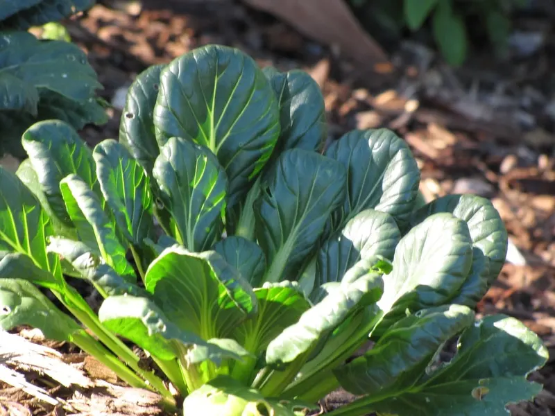 Tatsoi rosette with rounded green leaves.