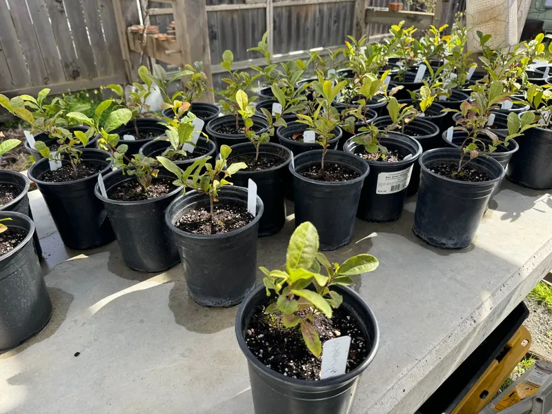 Tea camellia plant showing foliage and plant structure.