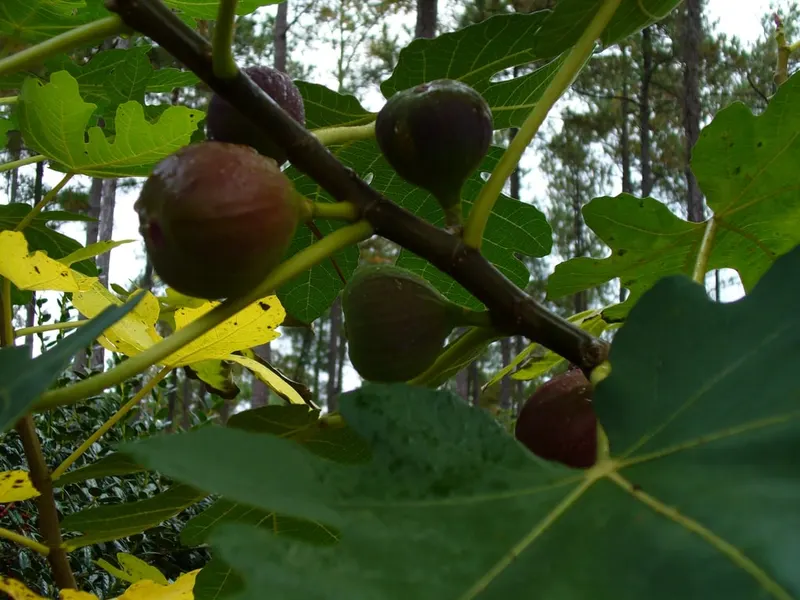 Texas Everbearing fig fruit and leaves on a living branch.