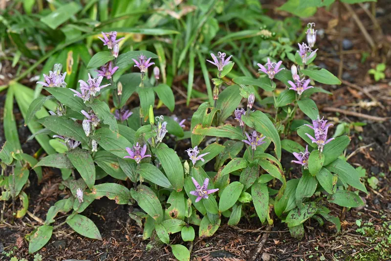 Toad lily plant showing foliage and plant structure.