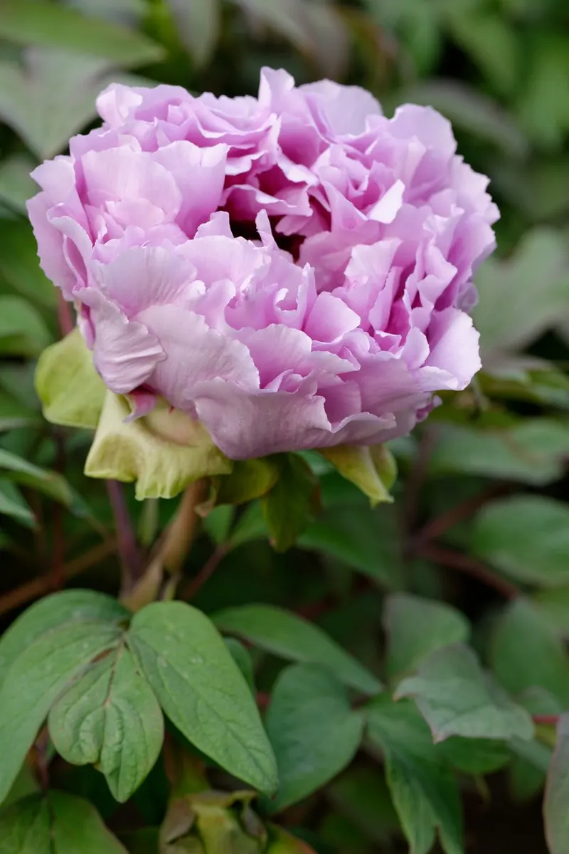 Tree peony shrub showing foliage and plant structure.