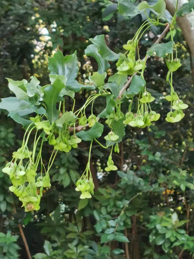 Trident maple tree showing foliage and plant structure.