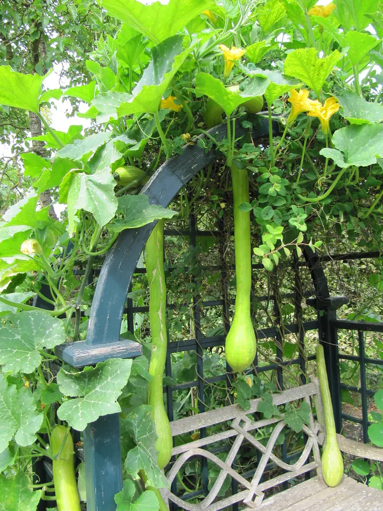 Tromboncino squash fruit hanging from a leafy trellis.