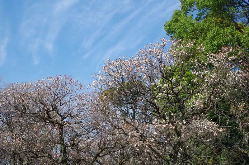 Ume Japanese apricot tree showing foliage and plant structure.