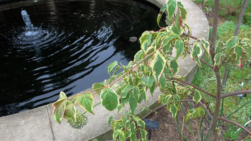 Variegated kousa dogwood tree showing foliage and plant structure.