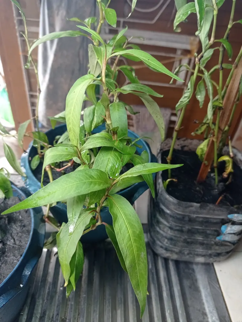 Vietnamese coriander plant showing foliage and plant structure.