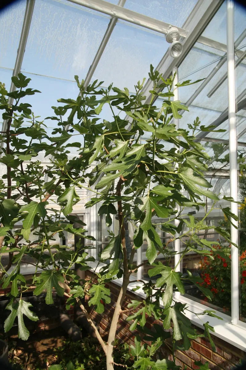 Violette de Bordeaux fig fruit on a living branch with lobed leaves.