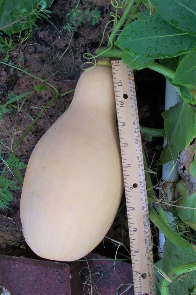 Butternut-type squash fruit growing on a vine.