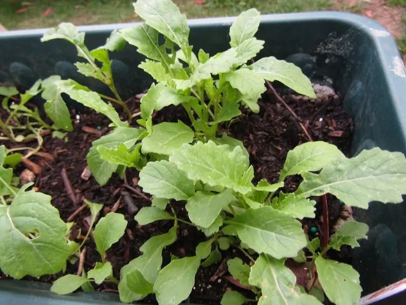 Wasabi plant showing foliage and plant structure.
