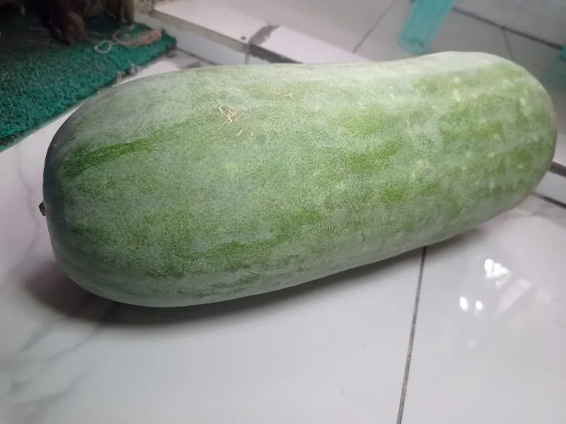 Wax gourd vine showing foliage and plant structure.