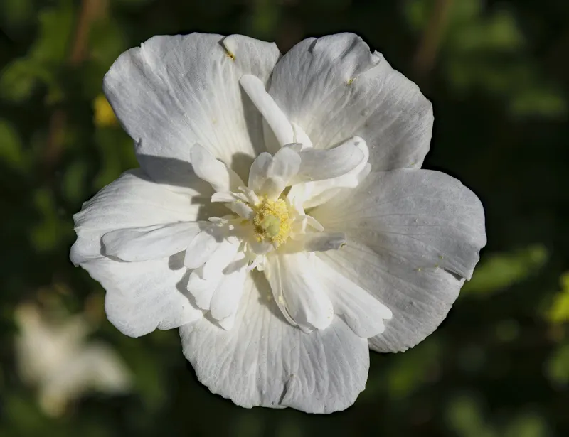 White Chiffon rose of Sharon shrub showing foliage and plant structure.
