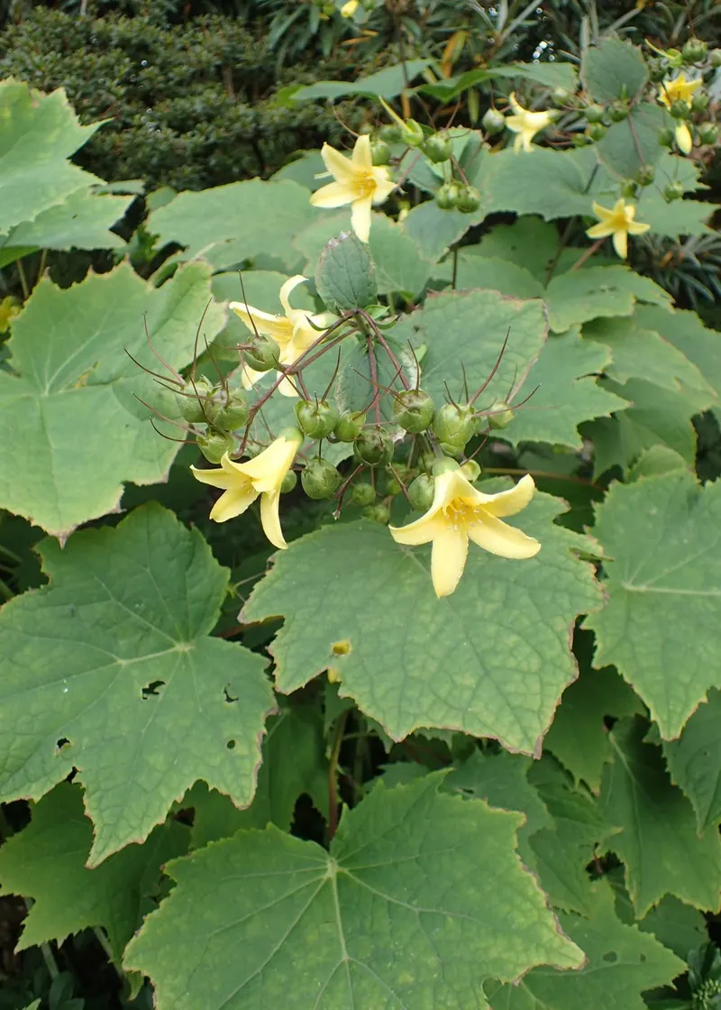 Yellow wax bells plant showing foliage and plant structure.